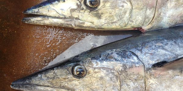 Bonaire fishing