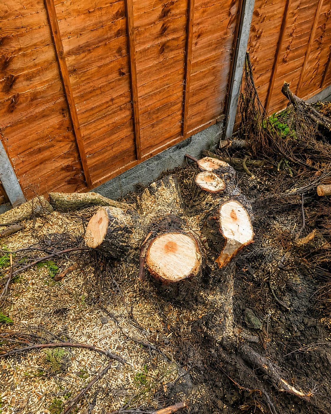 Freshly cut tree stump with cut branches near wooden fence.