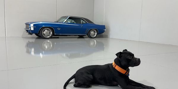 Black dog with orange collar lies on shiny floor near a blue vintage Camaro car.