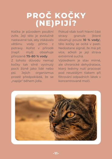Close-up of a desert cat with informative Czech text about cats' hydration needs.