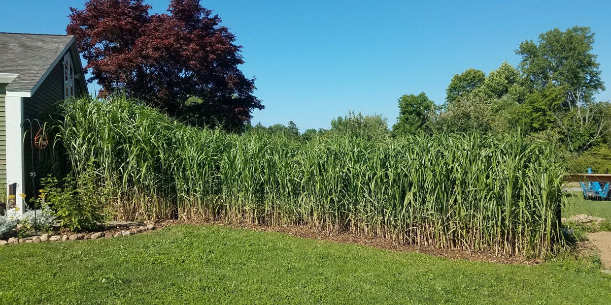 Upstate Miscanthus Farm