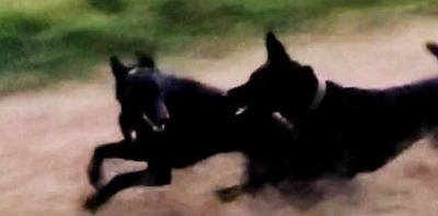 Two black dogs running energetically on a dirt path.