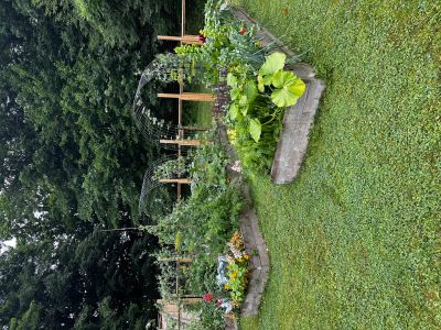 Raised garden beds with various plants and flowers in a green backyard.