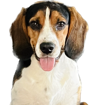 Beagle dog sitting with tongue out looking happy. Ajax dog boarding, Ajax dog daycare, doggy daycare Ajax