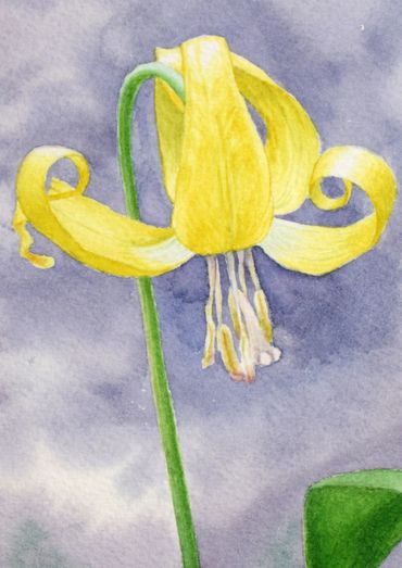watercolor painting close-up of a yellow alpine wildflower called a Glacier Lily.