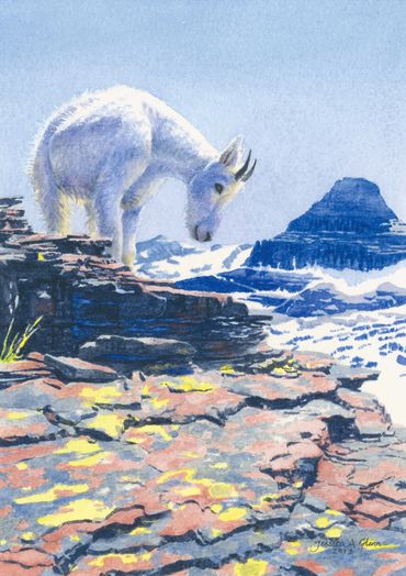 Art of a mountain goat kid on rocks with colorful lichen on Mount Oberlin in Glacier National Park