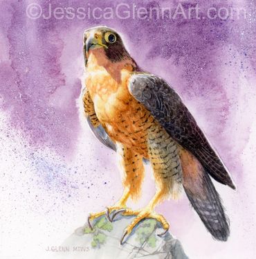 painting of a peregrine falcon perched on a rock with an abstract purple background. raptor portrait