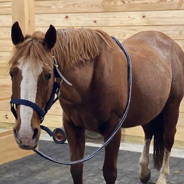 Josie - One of our school ponies.