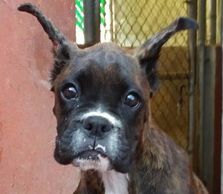 Cachorrito Boxer