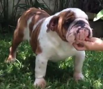 Cachorritos Bulldog