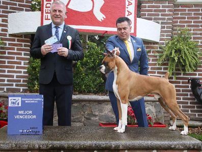 Cachorros Boxer