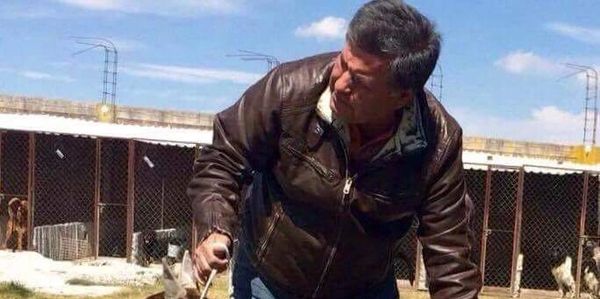 Cachorros Boxer
