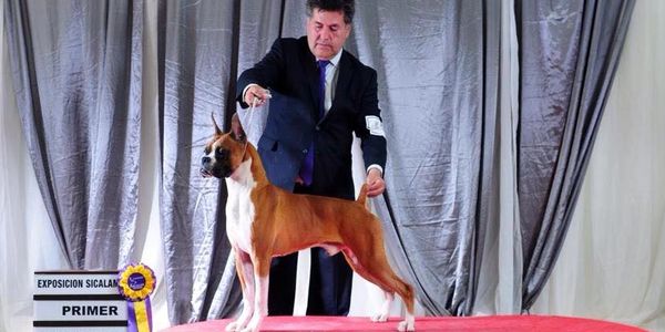 Cachorro Boxer