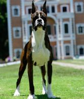 Boxer Cachorros