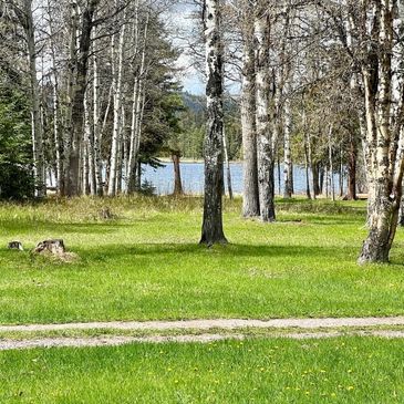 Grassy park with birch trees and a lake in the background.