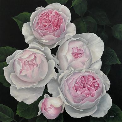 Close-up of white roses with soft pink centers against dark green leaves.