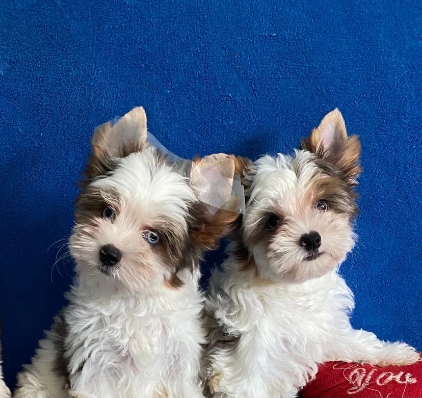 Top Yorkie Breeders in Arizona