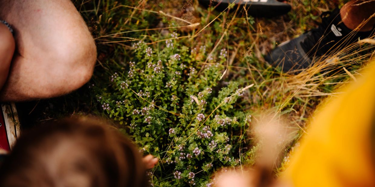 People closely observing a small flowering plant in natural grass.