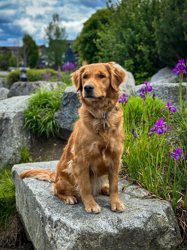 Golden retriever sitting on a stone bench near purple flowers.