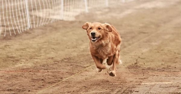 Golden retriever running on dirt path.