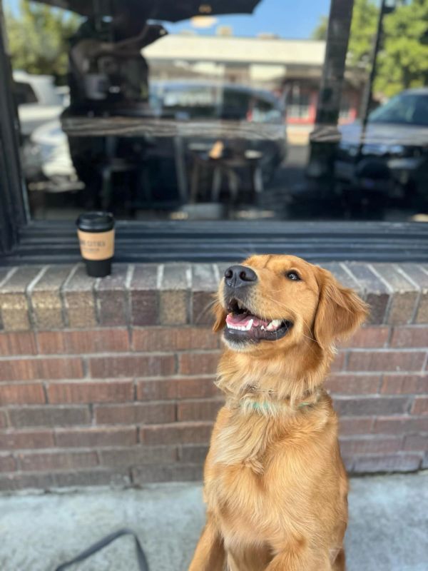 Happy golden retriever sitting outside a café with a coffee cup.