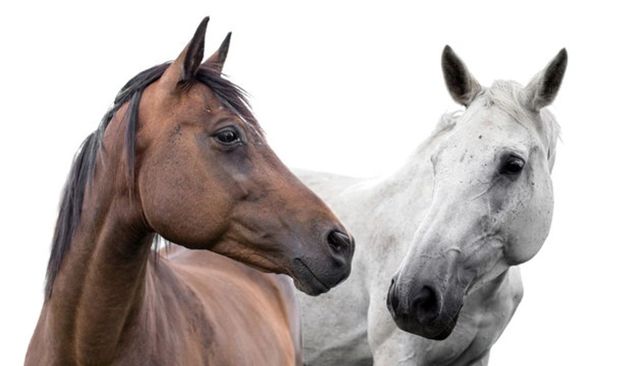 A brown horse and a white horse facing each other against a white background.