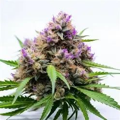 Afghan Lights.webp