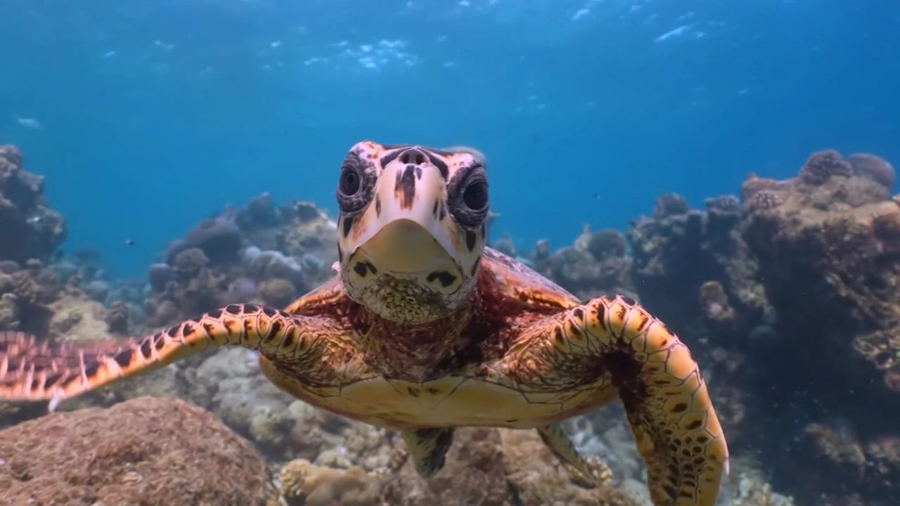 https://img1.wsimg.com/isteam/ip/58e48594-dc53-45d1-838b-cc8b1693f525/thumbnails/thumbnail-1c23632b-d8bf-4fa7-bd03-885491979a62.png