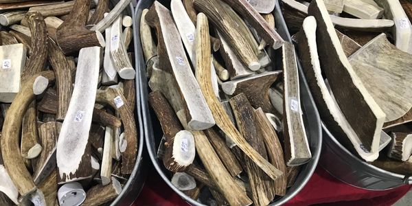 Buckets filled with various pieces of cut antlers.