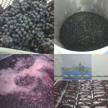 fruvid grapes juice, controlamos todos los procesos desde la recoleccion hasta la comercializacion
