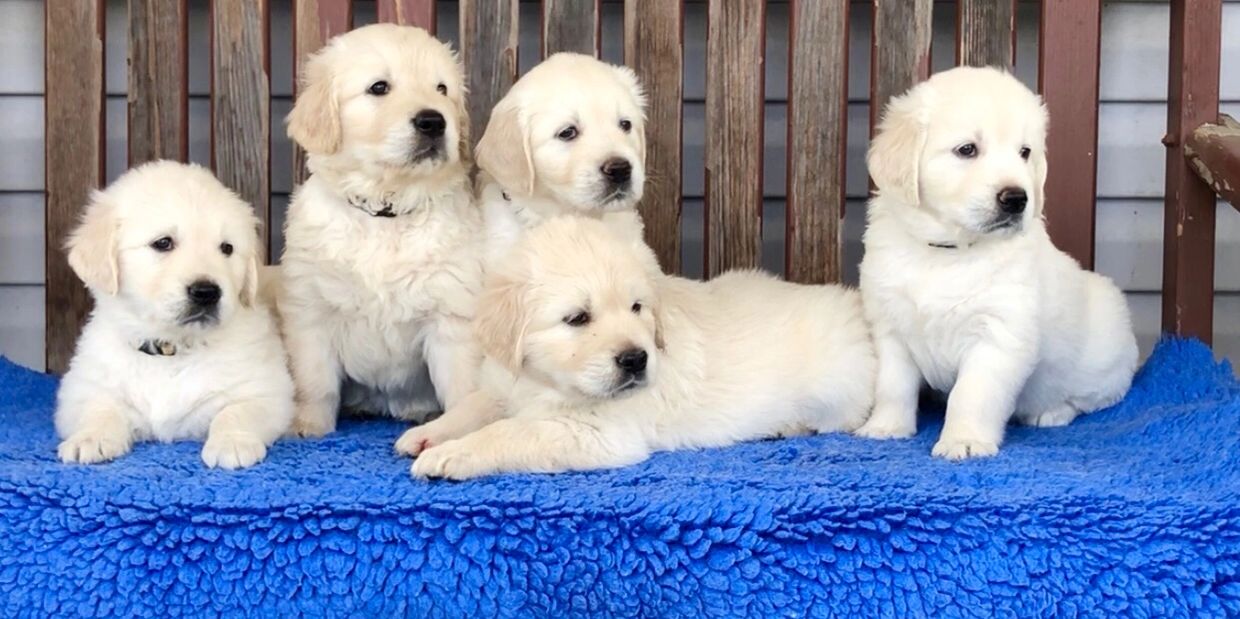 Current puppies have all gone to their new homes. To reserve a puppy from our next litter call us.

