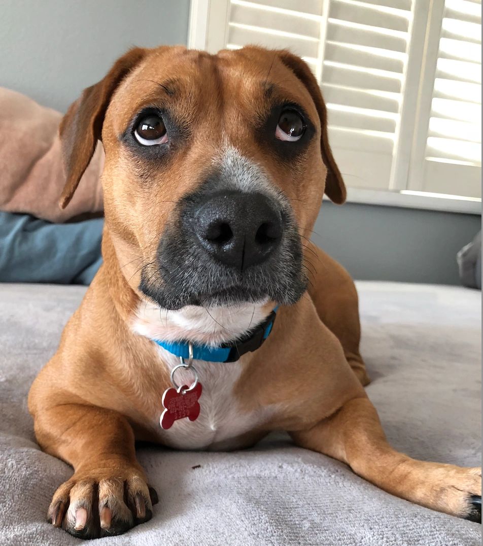 Dog, Adoption - Second Leash On Life - San Diego, California