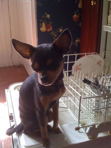 Small dog sitting beside an open dishwasher in a kitchen.