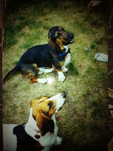 Two Basset Hound dogs sitting on grass, looking up expectantly.
