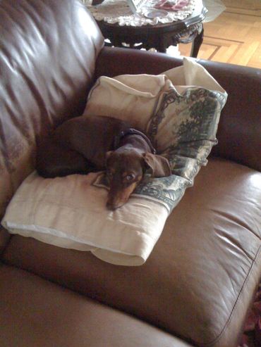 Small brown dachshund resting on pillows on a leather sofa.