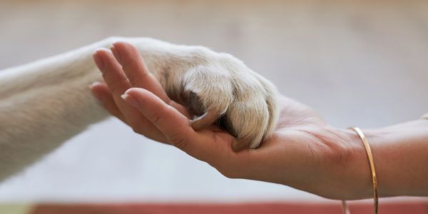 A dog's paw resting gently in a person's hand, symbolizing trust and companionship.