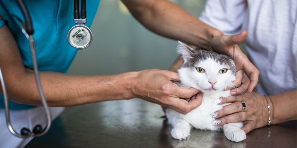 Veterinarian examining a white cat held by its owner during a checkup.