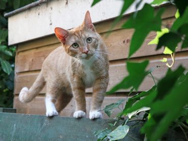 Curious orange tabby cat exploring outdoors near greenery.