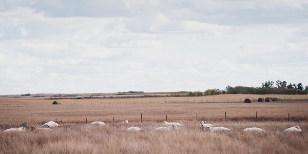 Charolais, Canadian Charolais, Canadian beef, Beef cattle, Cattle, Alberta beef