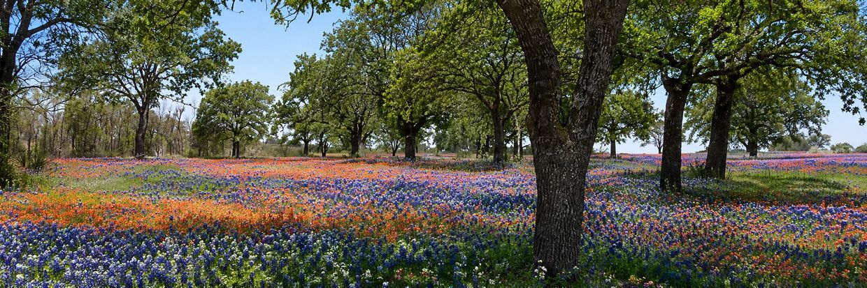 A vibrant meadow of blue and orange wildflowers under green trees on a sunny day.