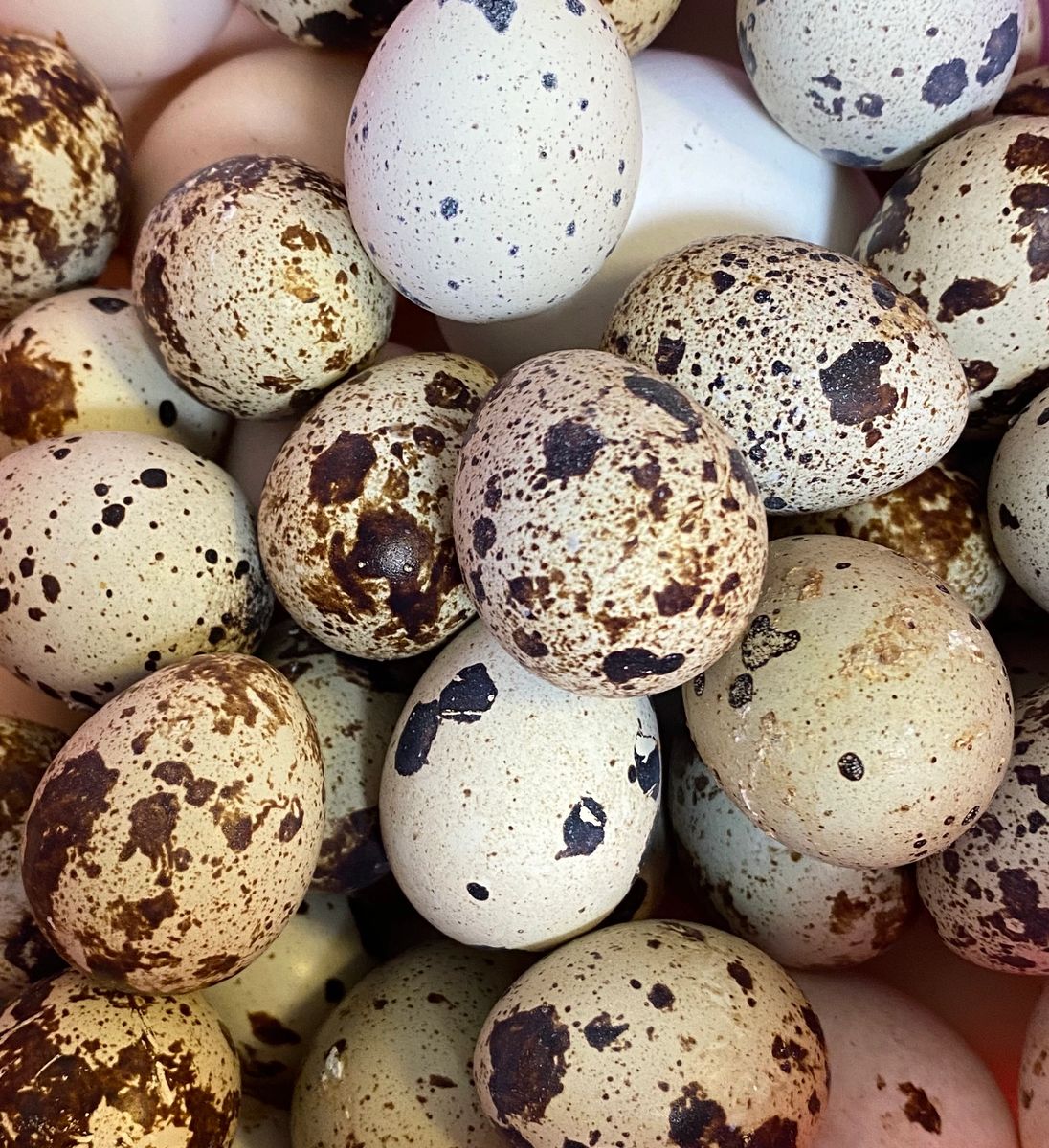 Jumbo White Quail - Hatching Eggs