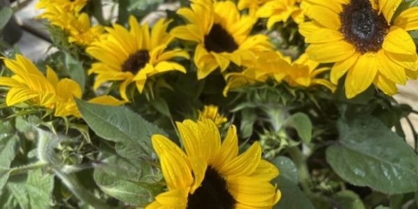 Bright yellow sunflowers with dark centers and lush green leaves.