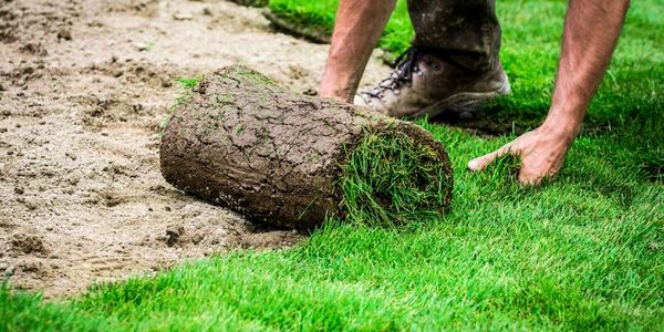 Installing sod on a lawn.