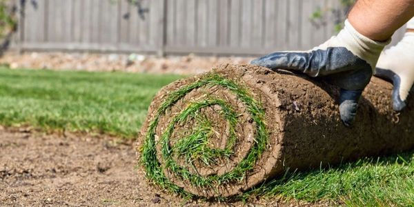 Person unrolling sod on lawn.