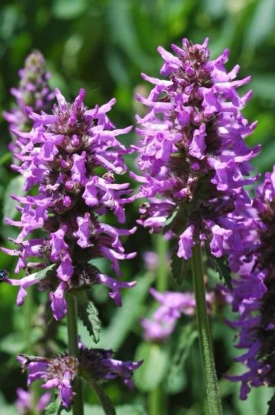 Purple flowers on green stems with blurred background.