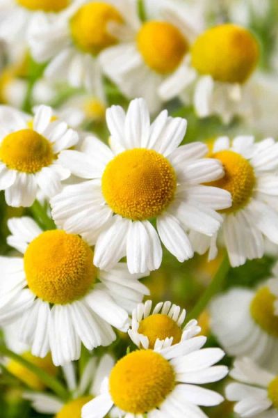 Close-up of white and yellow chamomile flowers.