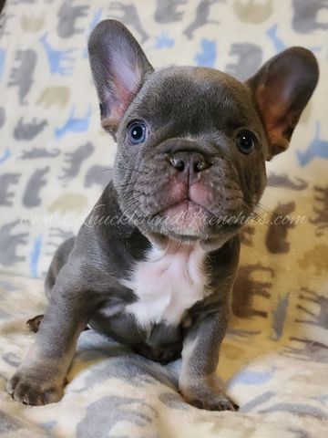 Frenchie for sale frenchies puppy for sale french bulldog puppy frenchie puppy frenchies in florida