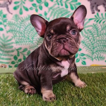 Frenchie for sale frenchies puppy for sale french bulldog puppy frenchie puppy frenchies in florida