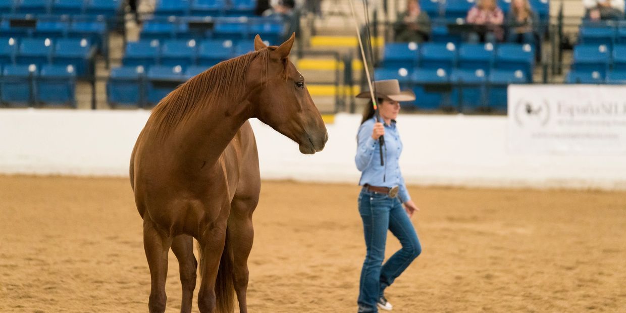 Liberty horse competing 