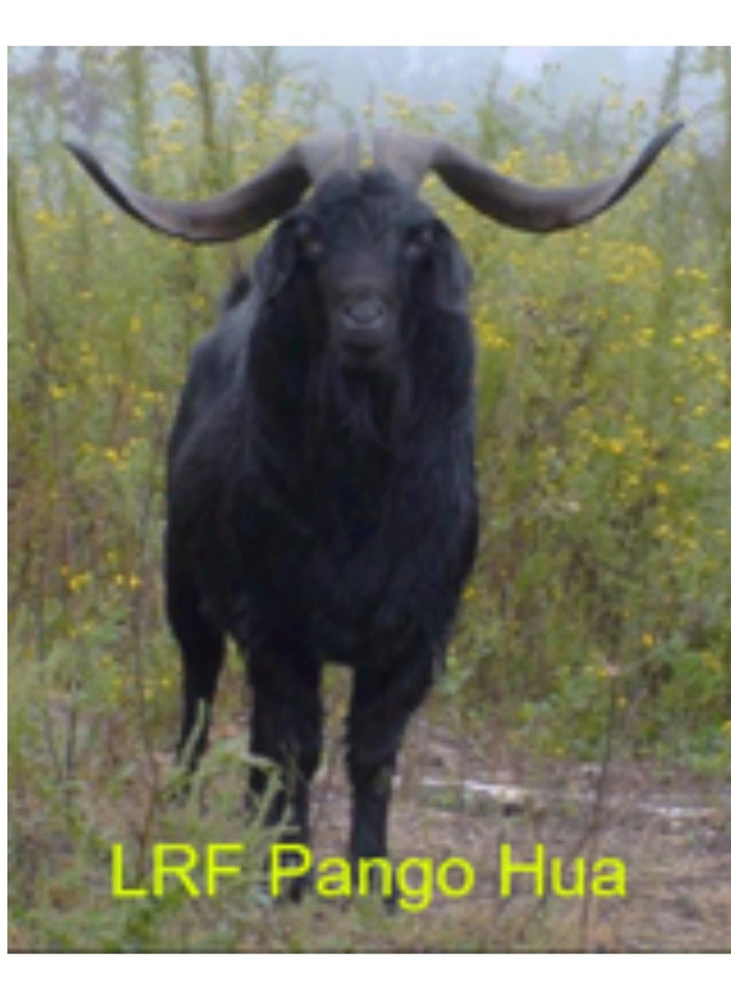 Reference Kiko bucks and herd sires